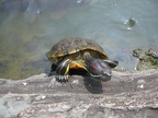 Teichbewohner