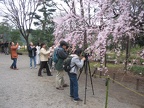 Kirschblüte - Japaner fotografieren auch im eigenen Land