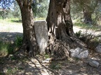 IMG 0927
