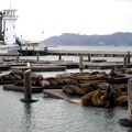 Seelöwen in San Francisco Pier 39