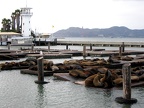 Seelöwen in San Francisco Pier 39