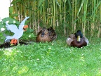 Entenpärchen bei der Ruhe