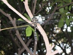 Libelle