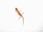 Gecko an der Wand