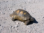 griechische Landschildkröte
