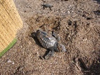 frisch geschlüpfte Karettschildkröte