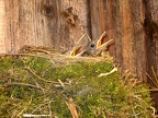 Junge Amseln im Nest