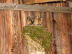 Junge Amseln im Nest