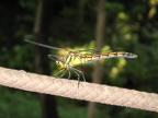 Libelle (5102 Besuche) Libelle