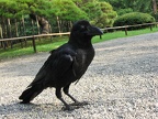 Tierwelt