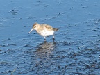 Strandläufer an der Ostsee
