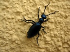 Bockkäfer