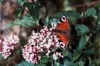 Tagpfauenauge