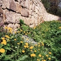 Klostermauer im Harz