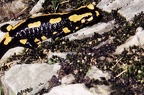 Feuersalamander