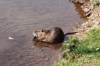 Nutria