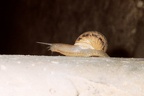 Schnecke auf der Flucht
