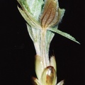 Knospe im Frühling