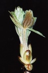 Knospe im Frühling