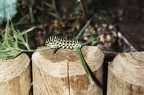 Raupe des Schwalbenschwanz