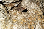 Eidechse in der Mauer