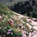 Albwiese
