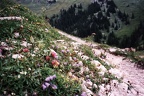 Albwiese