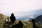 Bergdohlen im Allgäu