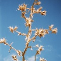 Distel