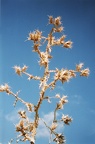 Distel
