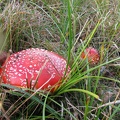 Fliegenpilz