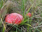 Fliegenpilz