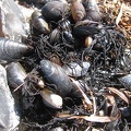 Stillleben am Strand auf Rügen