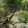 Stockenten am Teich