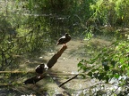 Stockenten am Teich