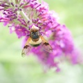 Schwebfliege