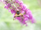 Schwebfliege