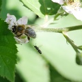 Honigbiene bei der Arbeit