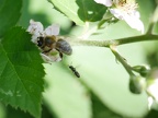 Honigbiene bei der Arbeit