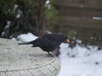 Amsel im Regen
