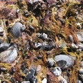 Stillleben am Ostseestrand