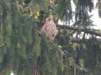 Turmfalke