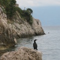 Kormoran