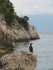 Kormoran