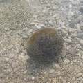 Spiegeleiqualle