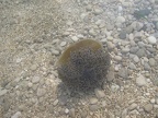 Spiegeleiqualle