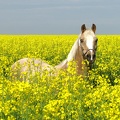 Prinz im Rapsfeld