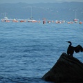 Kormoran beim Gefiedertrocknen
