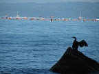 Kormoran beim Gefiedertrocknen