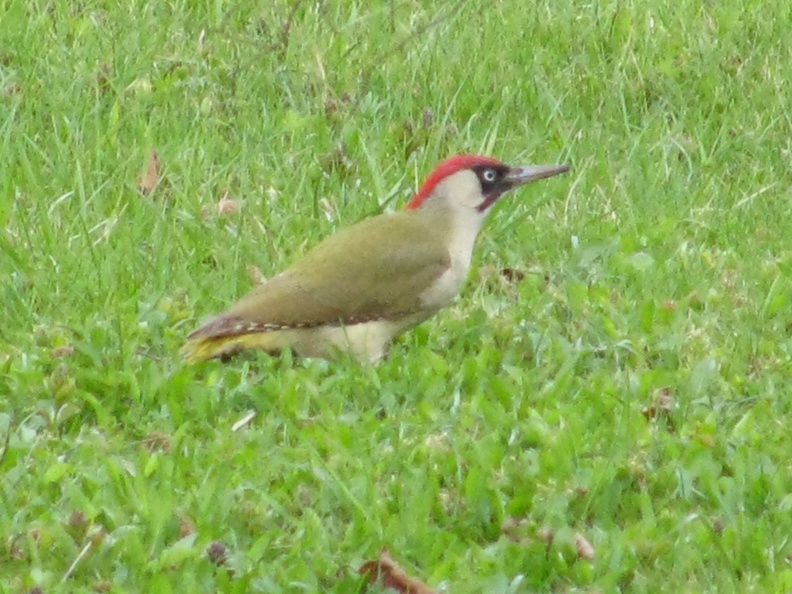 IMG_1353.JPG